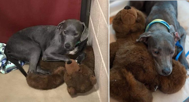 Young Dog Dumped At Crowded Shelter Clings To Her Teddy Bear For Comfort