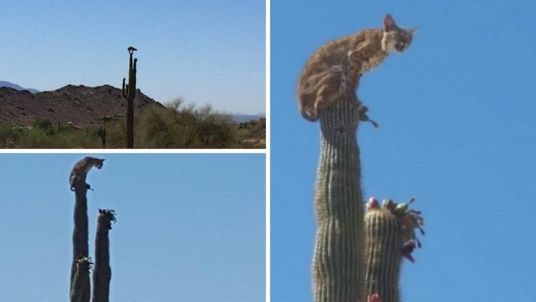 Bobcat Perched On Saguaro Cactus Catches Cyclists By Surprise