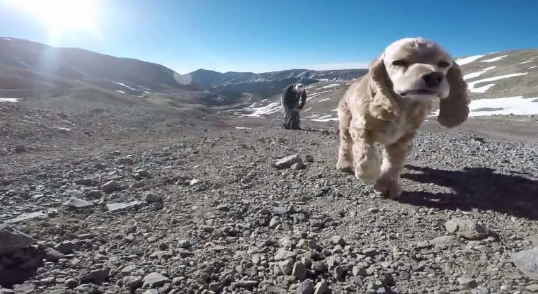 Beloved Dog Takes One Last Hike With Owner On 14er Mountain