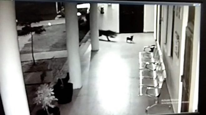 brave dog wrestles leopard to save puppy