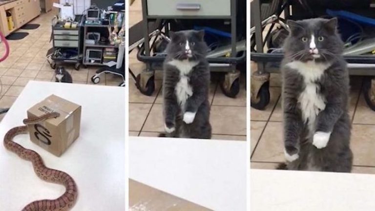 Cat Reacts Hilariously to Seeing Snake for the First Time