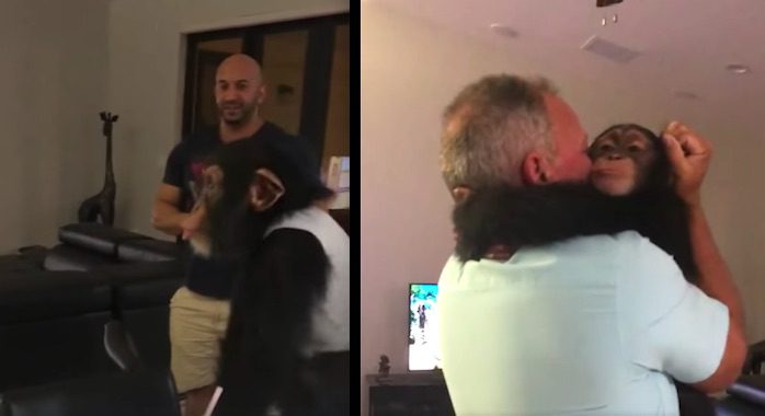 Chimp Spits Out Drink In Excitement When He Sees His Old Caretakers