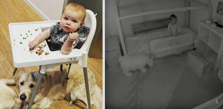 Baby Cam Reveals Toddler’s Adorable Accomplices After She Escapes Bedroom