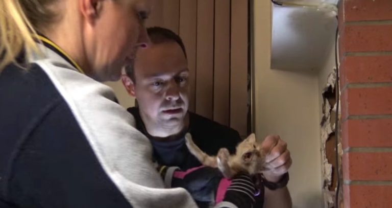 Rescuers Race To Save Kitten Trapped In Chimney For 3 Days