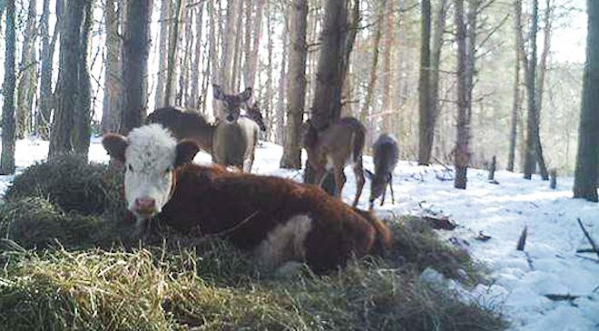 Runaway Cow That Lost Her Family Adopted By Wild Deer