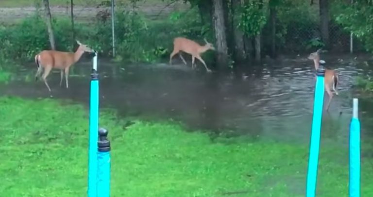 Three Deer Play Game Of Tag In Large Backyard Puddle