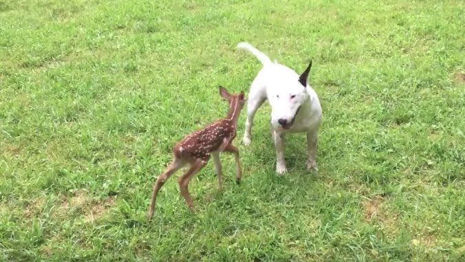 English Bull Terrier Befriends Fawn She Finds In Backyard