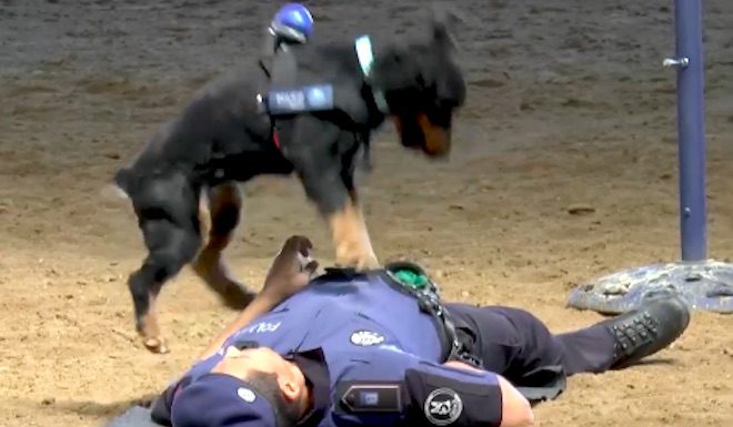 Police Dog Enthusiastically Performs CPR On Police Officer In Viral Video