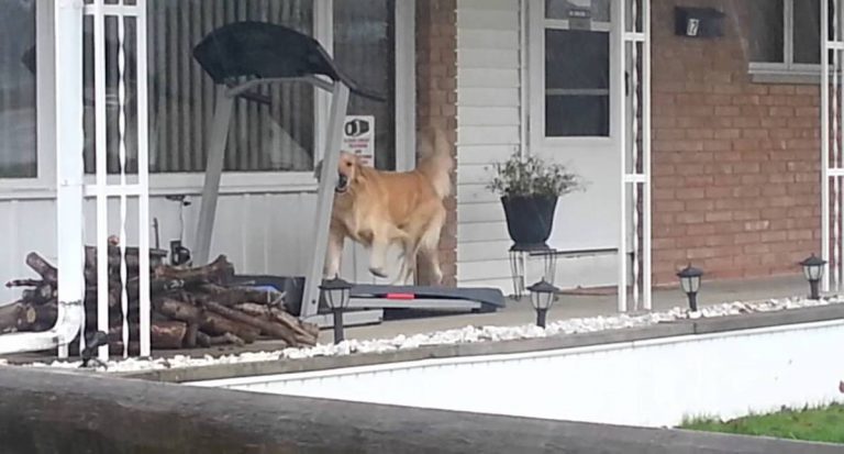 Clever Dog Owner Figures Out How To Keep His Dog Happy On A Rainy Day