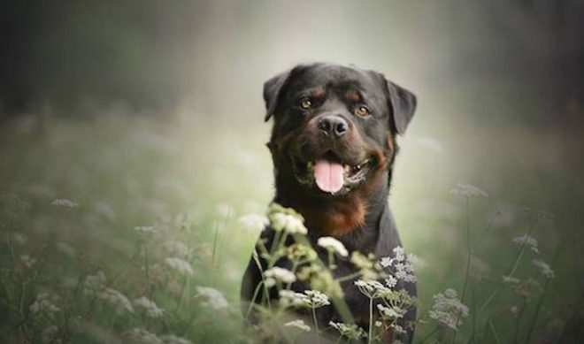 Beautiful Photos of Dogs In The Summer Capture Their Soulful Essence