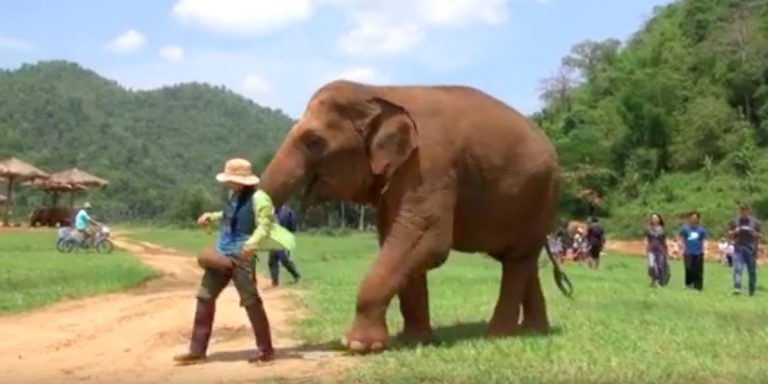 Elephant Nudges Rescuer To New Baby Elephant So She Can Sing Her A Lullaby
