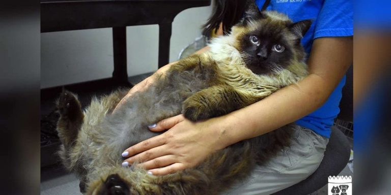 Enormous 29-Pound Cat Getting A Home And A Special Diet After Being Found On The Streets