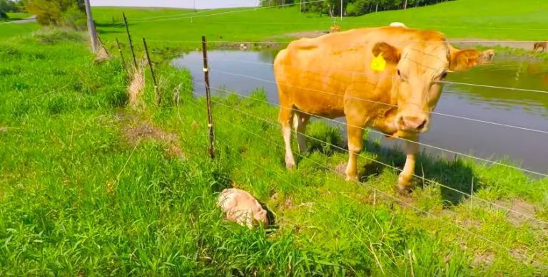 Worried Cow Asks Man To Rescue Her Newborn Calf