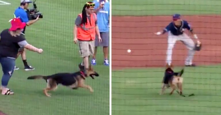 Dog Breaks Free From Owner To Play Catch With Baseball Players