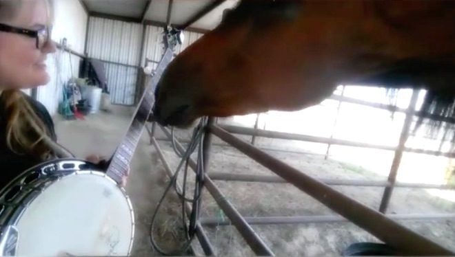 Horse Adorably Teaches His Owner How To Play The Banjo Better