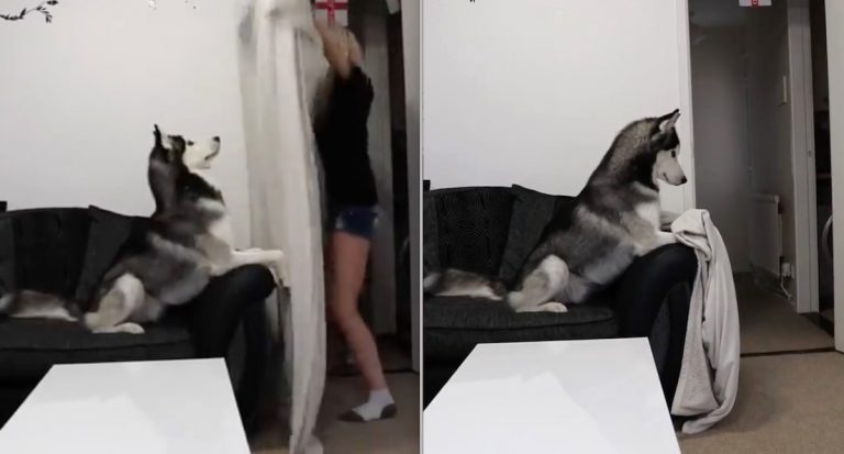 Husky Has The Most Adorable Reaction To His Mom’s Magic Trick