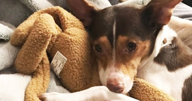 Dog Who Didn’t Have Long To Live Surprises Everyone When He Pulls Through