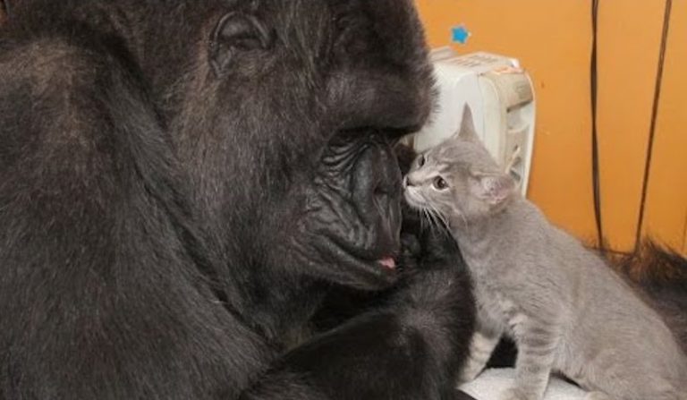 Koko the Gorilla, Who Mastered Sign Language And Loved Kittens, Dies