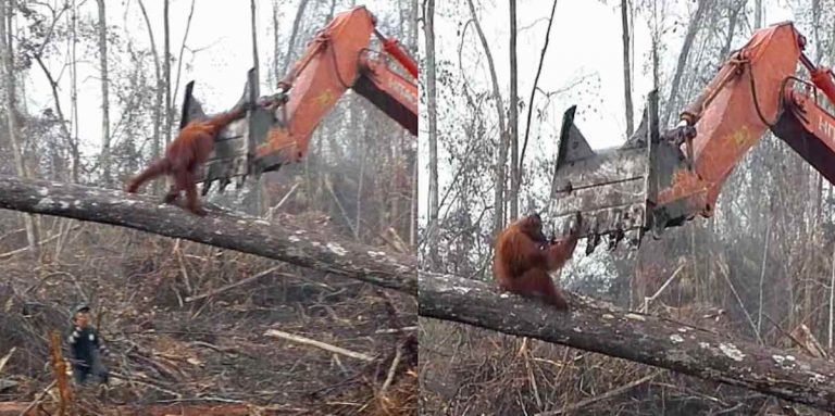 orangutan tries to stop excavator