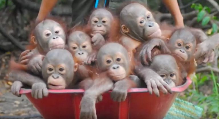 orangutans in wheelbarrow