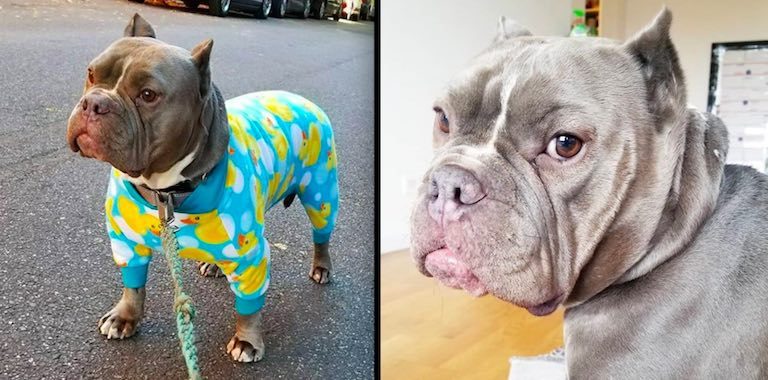 Pit Bull Who Was Scared Of Men Falls In Love With His New Dad