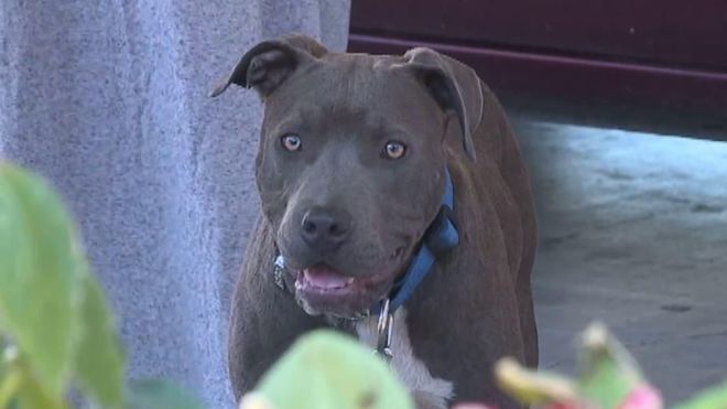 Heroic Pit Bull Saves Family From Fire, Pulls Baby By Diaper To Safety
