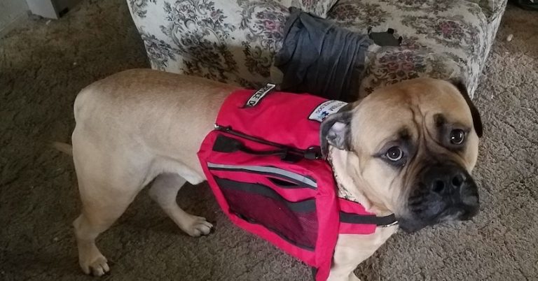 Woman’s Service Dog Went To Get Her Help And Was Ignored, What She Wrote Afterwards Is Going Viral