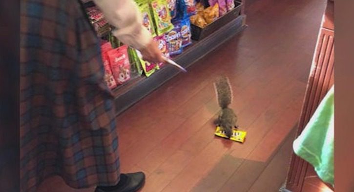 Clever Squirrel Brazenly Steals Peanut M&Ms From Disneyland Gift Shop