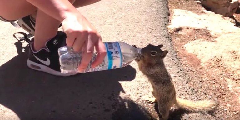 Thirsty Squirrel Asks Tourist For Water At The Grand Canyon