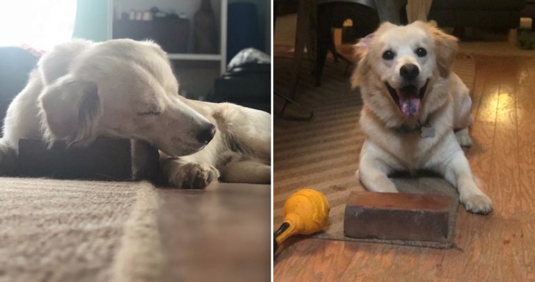 Rescue Dog Whose ‘Best Friend’ Is A Brick Melting Hearts Online After His Mom Shares Adorable Photos