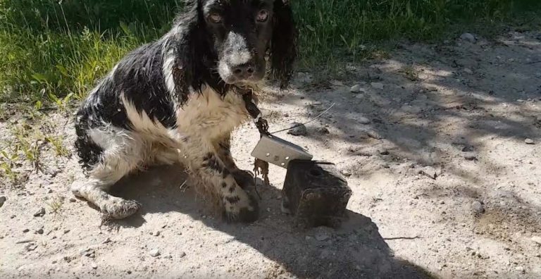 Woman Spots Wet Dog By A River, Then Sees The Makeshift Anchor Around His Neck