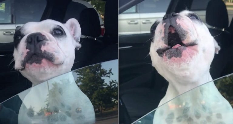 French Bulldog Loves To Sing Opera When Mom Is Trying To Talk