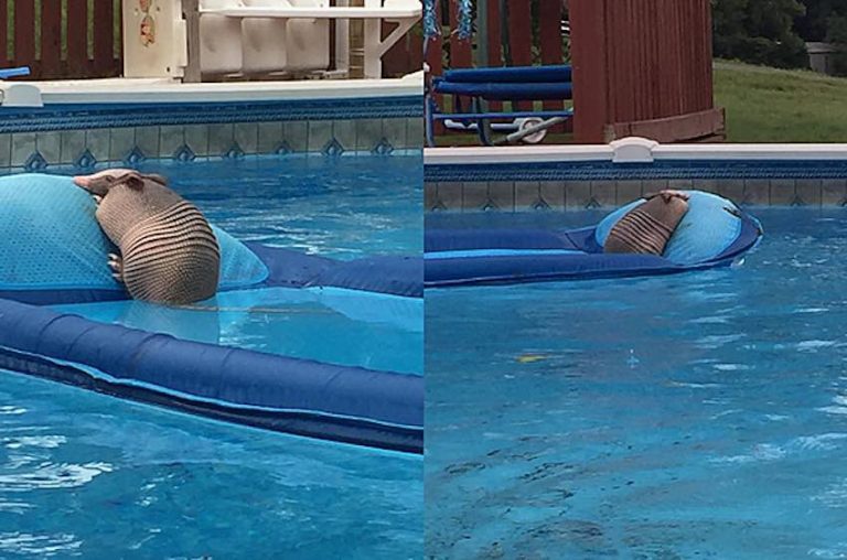 Armadillo Found Chillin’ In Pool And In No Hurry To Leave