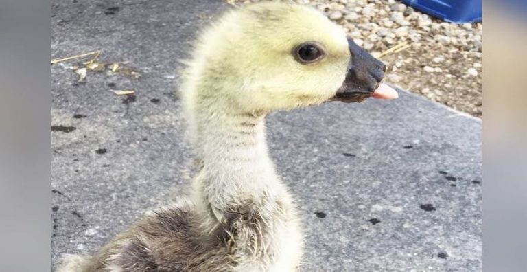 Woman Rescues Baby Goose Who Lost His Bill