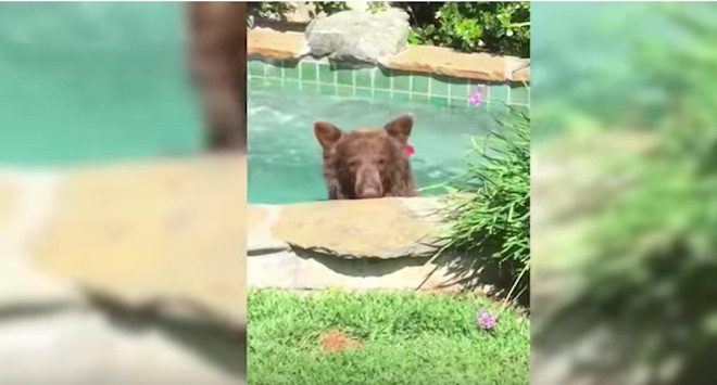 Man Surprised To Find Bear Enjoying His Hot Tub And Margarita
