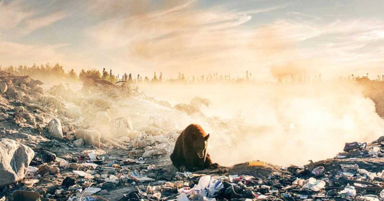 Heartbreaking Photo Of Bear Goes Viral And Highlights Growing Global Problem
