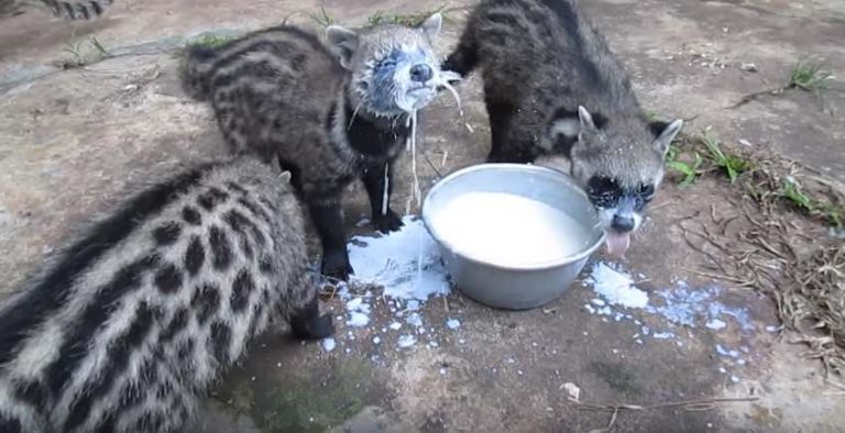 African Civet Cats Hilariously Don’t Know How To Drink Milk