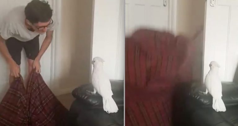 Cockatoo Has Adorable Reaction To Magic ‘Fluff Challenge’ Trick