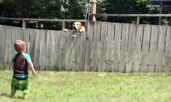 boy plays fetch with dog