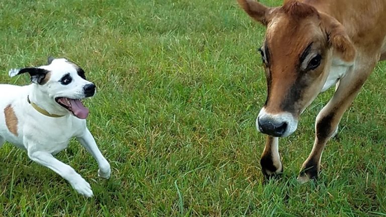Rescued Dog And Cow Warm Hearts With Their Unlikely Friendship