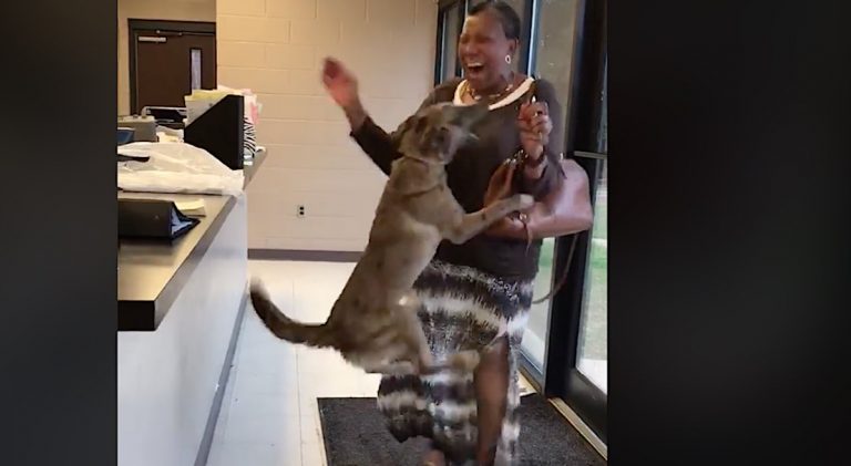 Dog Missing For Two Weeks Dances With Joy When Reunited With Owner