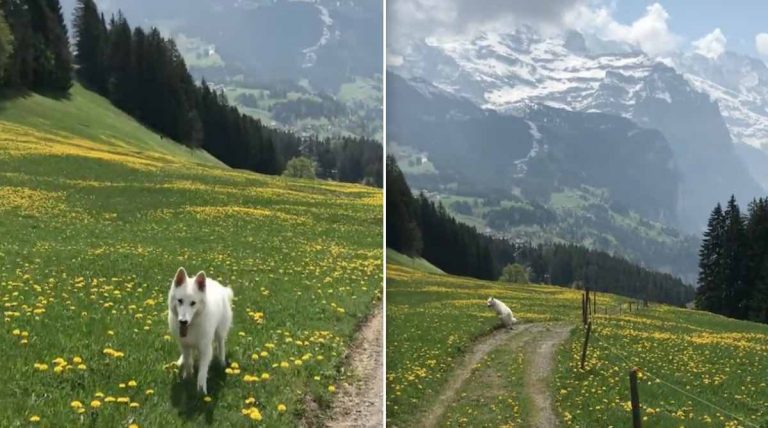 Dog Walking In Swiss Alps Is What Pure Bliss Looks Like
