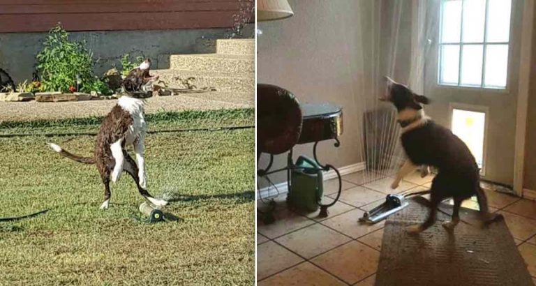 Clever Dog Brings Sprinkler Indoors To Escape The Heat And Continue Having Fun