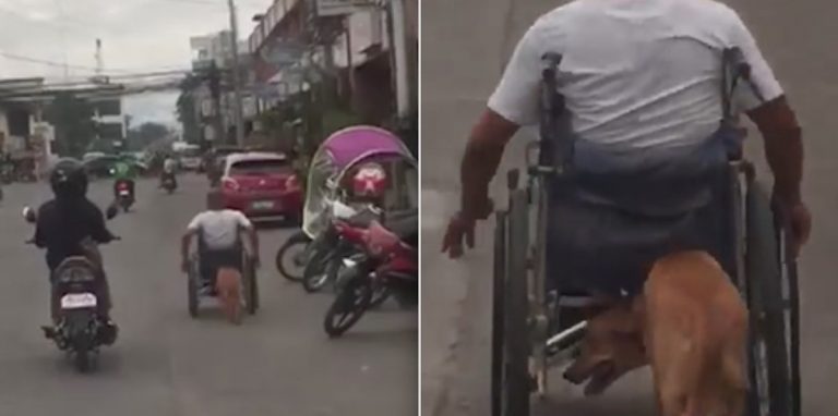 Loyal Dog Pushes Man In Wheelchair In Heartwarming Video