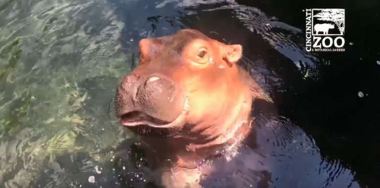 hippo Fiona
