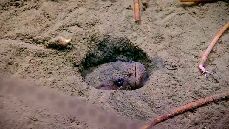 Scientists Get Big Scare Watching Sea Snail Inching Towards Fish