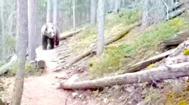 Couple Film Close Encounter With ‘Huge’ Grizzly Bear
