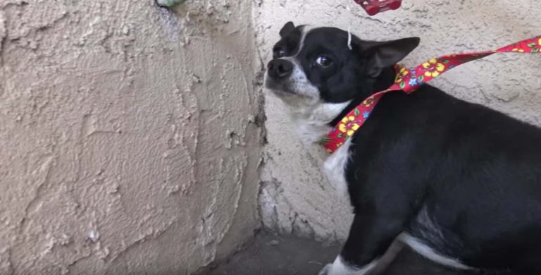 Little Homeless Dog Was So Scared When Rescuers Arrived To Save Him