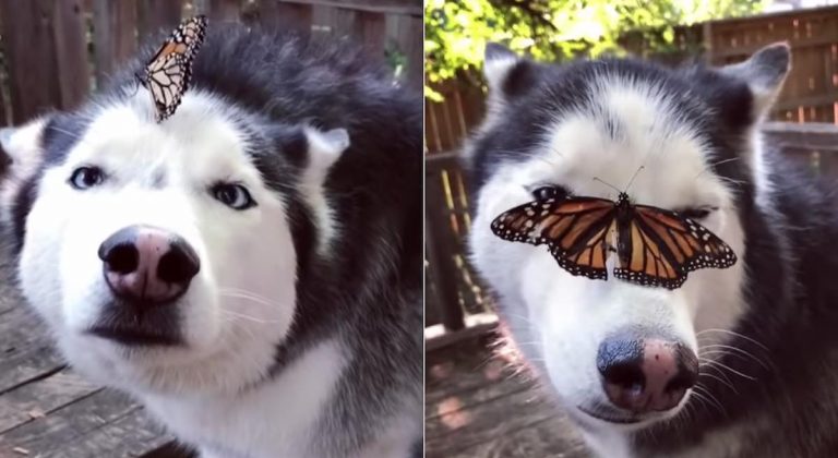 Husky Has Adorable Reaction to Butterfly Landing on Her Nose