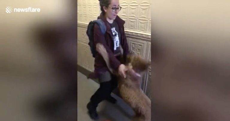 Dog Can’t Contain Her Happiness Seeing Owner’s Sister For First Time In Months